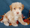 Mini Labradoodle For Sale Millersburg OH Female-Bella