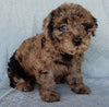 Mini Labradoodle For Sale Millersburg OH Female-Bonnie