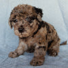 Mini Labradoodle For Sale Millersburg OH Female-Bonnie