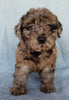 Mini Labradoodle For Sale Millersburg OH Female-Bonnie