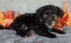Mini Labradoodle For Sale Millersburg OH Female-Biscuit