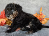 Mini Labradoodle For Sale Millersburg OH Female-Biscuit