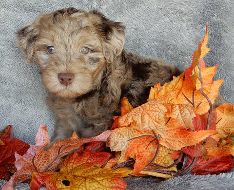 Mini Labradoodle For Sale Millersburg OH Male-Blaze