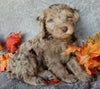 Mini Labradoodle For Sale Millersburg OH Male-Blaze