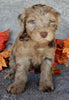 Mini Labradoodle For Sale Millersburg OH Male-Blaze