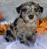 Mini Labradoodle For Sale Millersburg OH Male-Brody