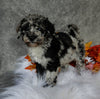 F1B Medium Labradoodle For Sale Millersburg OH Female-Patsy
