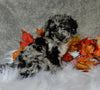 F1B Medium Labradoodle For Sale Millersburg OH Female-Patsy
