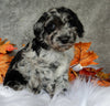 F1B Medium Labradoodle For Sale Millersburg OH Male-Lincoln