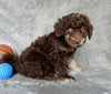 F1B Medium Labradoodle For Sale Millersburg OH Male-Pluto