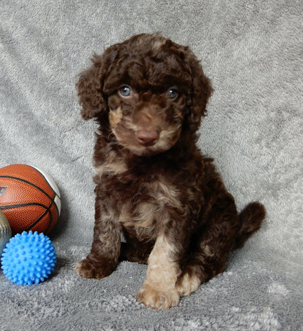F1B Medium Labradoodle For Sale Millersburg OH Male-Pluto