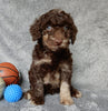 F1B Medium Labradoodle For Sale Millersburg OH Male-Pluto