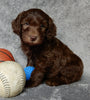 F1B Medium Labradoodle For Sale Millersburg OH Male-Hunter