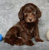 F1B Medium Labradoodle For Sale Millersburg OH Male-Hunter