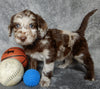 F1B Medium Labradoodle For Sale Millersburg OH Male-Henry