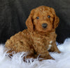 F1B Medium Goldendoodle For Sale Millersburg OH Male-Carter