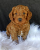 F1B Medium Goldendoodle For Sale Millersburg OH Male-Carter