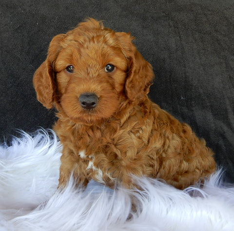 F1B Medium Goldendoodle For Sale Millersburg OH Male-Carter