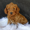 F1B Medium Goldendoodle For Sale Millersburg OH Male-Carter