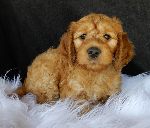 F1B Medium Goldendoodle For Sale Millersburg OH Male-Brody