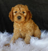F1B Medium Goldendoodle For Sale Millersburg OH Male-Brody