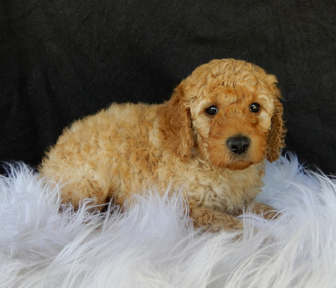 F1B Medium Goldendoodle For Sale Millersburg OH Male-Dakota