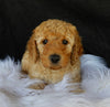 F1B Medium Goldendoodle For Sale Millersburg OH Male-Dakota