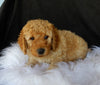 F1B Medium Goldendoodle For Sale Millersburg OH Male-Dakota