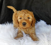 F1B Medium Goldendoodle For Sale Millersburg OH Male-Lincoln