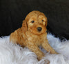 F1B Medium Goldendoodle For Sale Millersburg OH Male-Lincoln