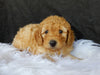 F1B Medium Goldendoodle For Sale Millersburg OH Female-Lilly