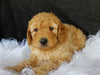 F1B Medium Goldendoodle For Sale Millersburg OH Female-Lilly