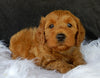 F1B Medium Goldendoodle For Sale Millersburg OH Female-Dolly