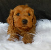 F1B Medium Goldendoodle For Sale Millersburg OH Female-Dolly