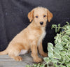 Mini Labradoodle For Sale Millersburg OH Female-Amber