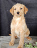 Mini Labradoodle For Sale Millersburg OH Female-Amber