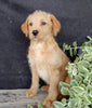 Mini Labradoodle For Sale Millersburg OH Female-Amber