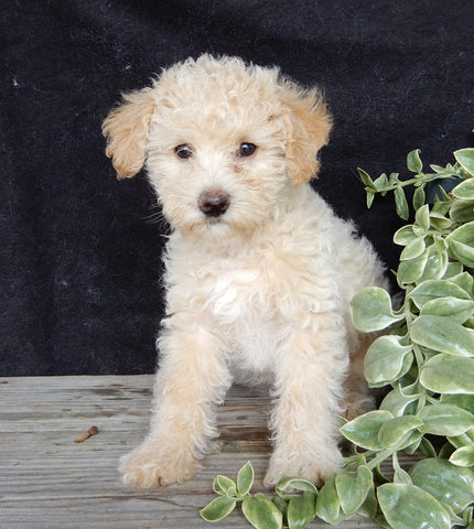 Mini Labrdoodle For Sale Millersburg OH Male-Austin