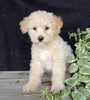 Mini Labrdoodle For Sale Millersburg OH Male-Austin