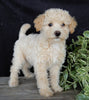Mini Labrdoodle For Sale Millersburg OH Male-Austin