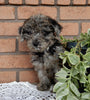 Mini Labradoodle For Sale Millersburg OH Female-Bonnie