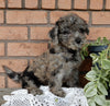 Mini Labradoodle For Sale Millersburg OH Female-Bonnie