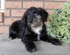 Mini Labradoodle For Sale Millersburg OH Female-Biscuit