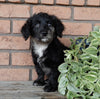 Mini Labradoodle For Sale Millersburg OH Female-Biscuit