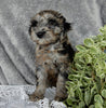 Mini Labradoodle For Sale Millersburg OH Male-Brody