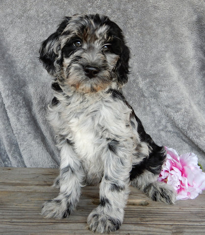 F1B Medium Labradoodle For Sale Millersburg OH Male-Lincoln