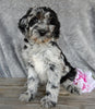 F1B Medium Labradoodle For Sale Millersburg OH Male-Lincoln