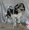 F1B Medium Labradoodle For Sale Millersburg OH Male-Lincoln