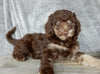 F1B Medium Labradoodle For Sale Millersburg OH Male-Pluto