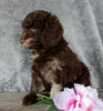 F1B Medium Labradoodle For Sale Millersburg OH Male-Pluto